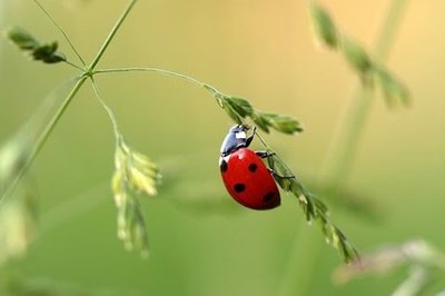 invitație la spectacolul gratuit al naturii