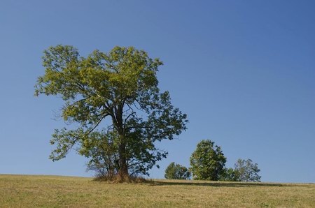 cu rădăcinile în pământ, cu ramurile spre cer