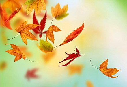 dansul frunzelor de toamnă