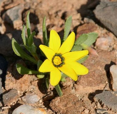 floare din deșert (foto: OneStonedCrow, Namibia)